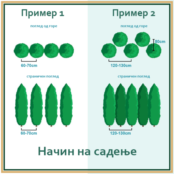 Туја Смарагд 30см Расад - Image 5