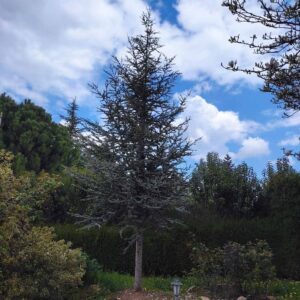 Cedrus atlantica - Атласов кедар