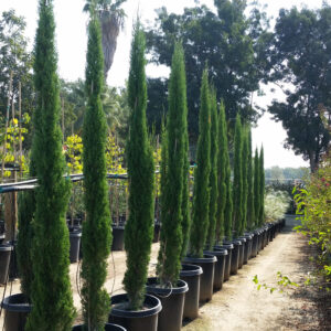 Cupressus Sempervirens - Италијански Чемпрес