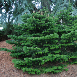 Abies Alba - Сребрена Елка