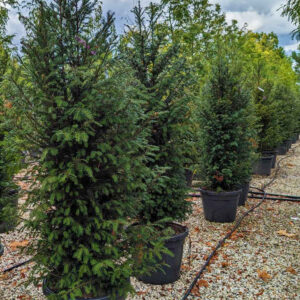 Taxus Baccata - Тиса