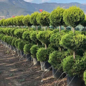 Cupressocyparis Leylandii - Лејландски Чемпрес