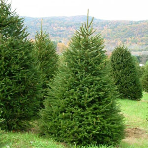 picea abies норвешка елка