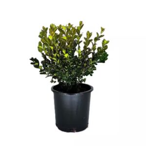 Buxus или народски Шимшир Прекрасна земзелена декоративна грмушка, која често се користи во модерните градини како жива ограда. За површина од 5 метри потребни се 12 шимшири. •Со купени 10 добивате гратис 2 шимшира. •Цена за 10+2 гратис: 1000денари