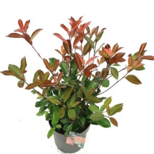 Фотинија „Ред Робин“ (Photinia fraseri 'Red Robin') е зимзеленa декоративna грмушка, идеаленa за живи огради и бордури. Спецификации: - Растојание при садење: 60 - 70 cm - Годишен раст: 40-50 cm - Максимална висина: 4-5 m - Позиција: Сонце или полусенка - Отпорност: Издржува температури од -25°C до +40°C Интересен факт: Младите листови на фотинијата „Ред Робин“ се интензивно црвени во пролет и есен (вегетативна сезона), што ја прави визуелно впечатлива и декоративна.