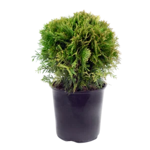 Thuja Danica