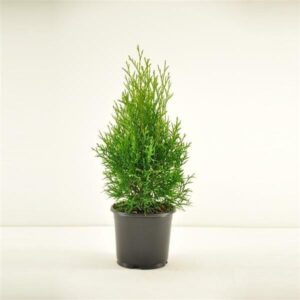 Интересен факт: Тујата Смарагд испушта природни масла со пријатен мирис кои го освежуваат воздухот.